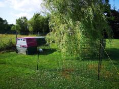 Ein garten mit hühnergehege und einem lila Eglu Cube