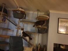 Drei katzen spielen auf ihrem kratzbaum im haus