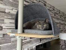 Ein grauer kater, der sich in seiner höhle versteckt und auf seinem kratzbaum hockt
