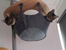 Katzen teilen sich die Omlet baumhängematte