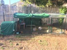 Meine widderfamilie(5 kaninchen) und mein meerschweinchen