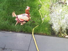 Huhn mit Omlet huhn hivis jacke an im garten