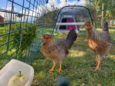 2 hühner beim fressen eines apfels im auslauf ihres rosa stalls