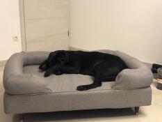 Milo liebt sein neues Bett. Seit wir es bekommen haben, liegt er nur noch dort. Bestelle jetzt ein zweites für das Schlafzimmer 