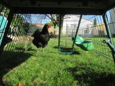 Unterseite des Eglu Cube großen hühnerstalls und auslauf mit hühnern