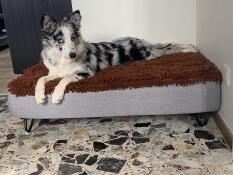 Border collie von 16kg