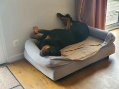 Ein schwarzer hund, der in seinem bett schläft