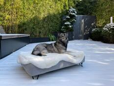 Hund liegt auf Omlet Topology hundebett mit schaffellauflage und schwarzen haarnadelfüßen