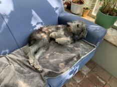 Ein hund, der es genießt, wie weich seine decke ist