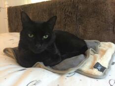 Smudge liebt seine kuscheldecke!