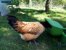 Huhn im futtertrog