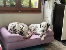 Pauli und Cleo