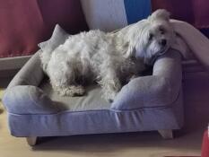 unser Hund findet das Sofa klasse