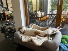 Max liebt sein Sofa
