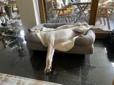 Max nach dem Schwimmen