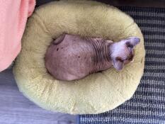 Edith in einem Donut-Bett 