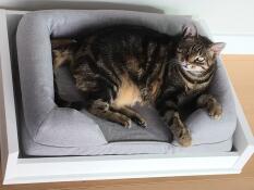 Eine katze, die sich auf ihrem katzenbett ausruht.