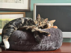 Junie und coco genießen ihren lieblingsplatz zum kuscheln