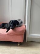 Tolles bett - sieht toll aus und unser hund hat es geliebt