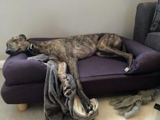 Ein hund schläft in seinem blauen bett