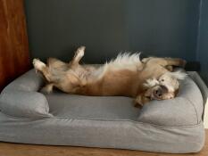 Monty ist sehr glücklich (eleni portch)