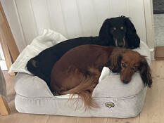 Unsere 2 dackel in dem kleinen hundebett mit memory-schaum. sie haben auch ein mittelgroßes hundebett mit memory-schaum, das wir gekauft haben, da es einen kampf um das kleine gab :-)