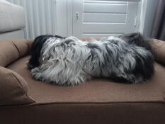 Mein shih tzu liebt sein bolser bett. ich auch. er schläft vom ersten tag an jede nacht darin. ich bin so froh, dass ich bei meiner suche nach einem schönen bett für mein hündchen auf die seite Omlet gestoßen bin.