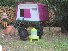 Hühner fressen vom futterautomaten vor Omlet lila Eglu Cube großer hühnerstall