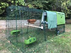 Ein grünes Eglu Cube mit angebautem auslauf und einem deckel darüber, in dem ein huhn auf einer holzstange hockt