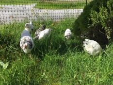 Schwarz-weiße kleine hühner in einem garten hinter einem hühnergehege