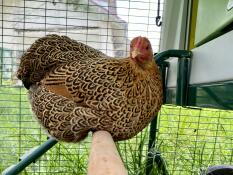 Zwergwyandotte Amy ruht sich auf der neuen Hühnerstange aus. 