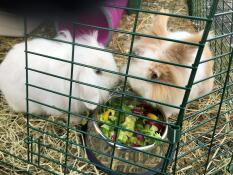 Zwei flauschige kaninchen, die aus einer metallschüssel fressen