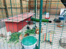 Omlet meerschweinchenauslauf im freien