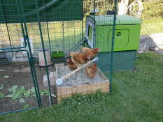 Ein großes grünes Eglu Cube mit einem begehbaren auslauf und vielen hühnern darin