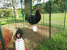 Ein huhn auf einer sitzstange in einem großen begehbaren auslauf