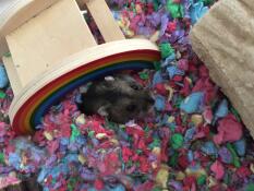 Flocke unser hamster 