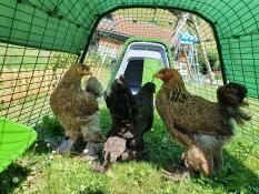 3 hühner, die im auslauf ihres grünen hühnerstalls herumlaufen
