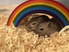 Glück unter einem regenbogen! 