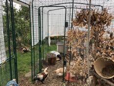 Hühner innerhalb eines durch eine trennwand abgetrennten gehäuses