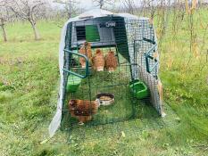 Super hühnerstall mit selbstgebauter sitzstange 