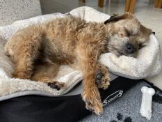 Terrier asleep on large grey and cream super soft dog blanket by Omlet.