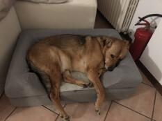 Hund liegt auf Omlet Topology hundebett mit nackenrollenauflage