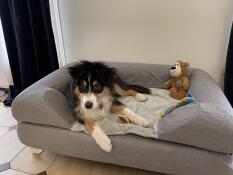 Ein hund auf einem grauen bett mit grauem topper