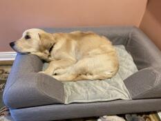 Levi liegt manchmal auf dem bett und schläft, aber er ist 5,5 monate alt, also werden wir sehen, wie er passt, wenn er gewachsen ist.