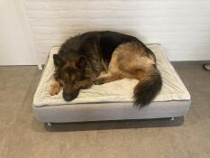 Ein hund, der sich auf einem Topology hundebett ausruht.