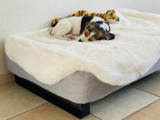 Hund schläft auf Omlet Topology hundebett mit schafsfellauflage und schwarzen schienenfüßen