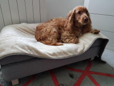 Hund sitzend auf Omlet Topology hundebett mit nackenrolle und Omlet weicher Luxury hundedecke
