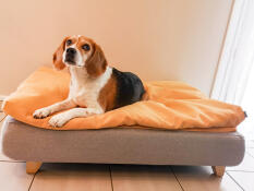 Hund sitzt auf Omlet Topology hundebett mit sitzsackauflage und quadratischen holzfüßen