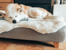 Hund schläft auf Topology hundebett mit schafsfellauflage