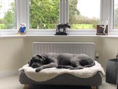 Ein hund, der auf seinem grauen bett mit schafsfelldecke schläft